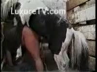 Beastiality Porn - Horny chap takes it all